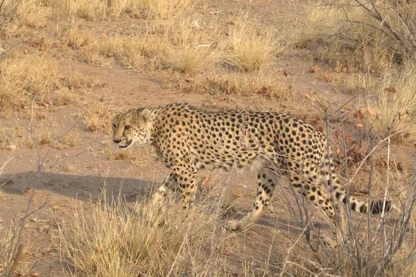 cheetah walking in dry grass in savannah, south africa