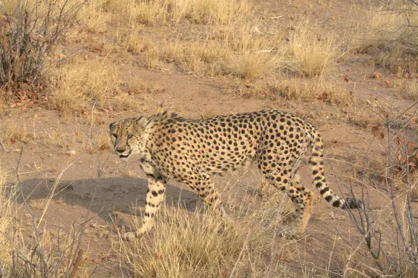 wild leopard walking through the grass in the savannah in the african savannah