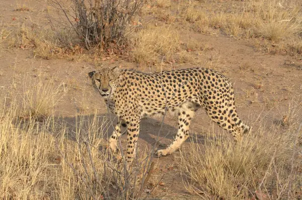 Afrika savanındaki leopar.