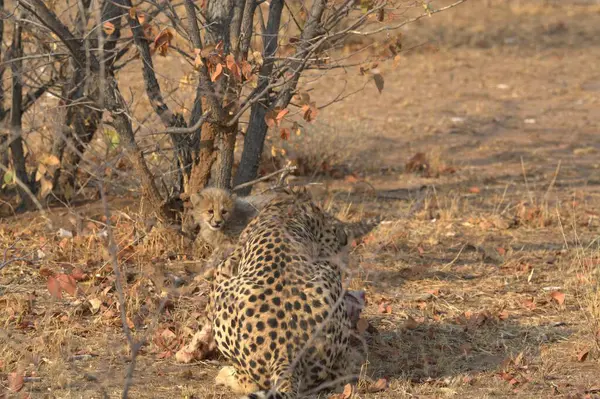 Otların arasında bir çita