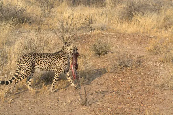 Namibya bozkırında vahşi bir çita.