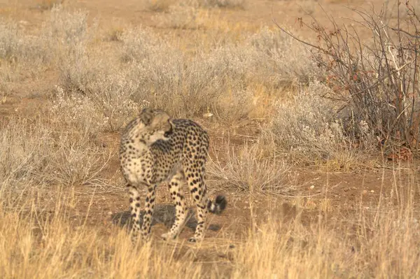 Afrika, Savannah 'da vahşi çita