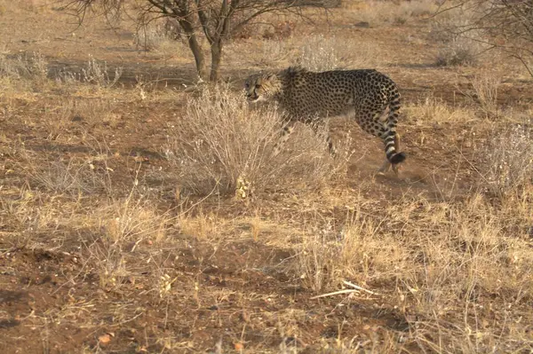 Vahşi leopar bozkırda
