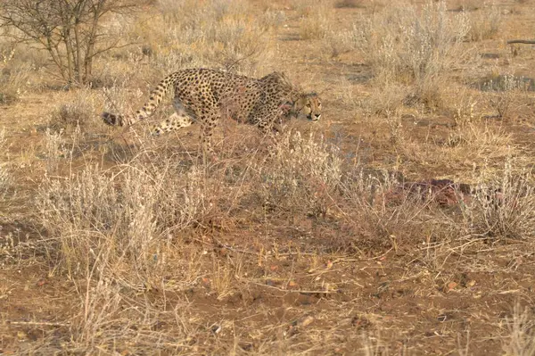Güzel bir vahşi kedi görüntüsü.