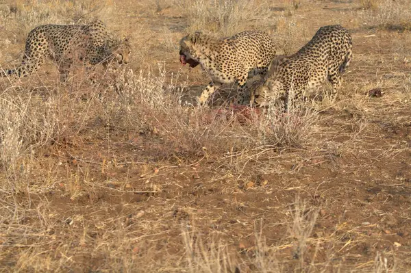 Kenya bozkırında leopar