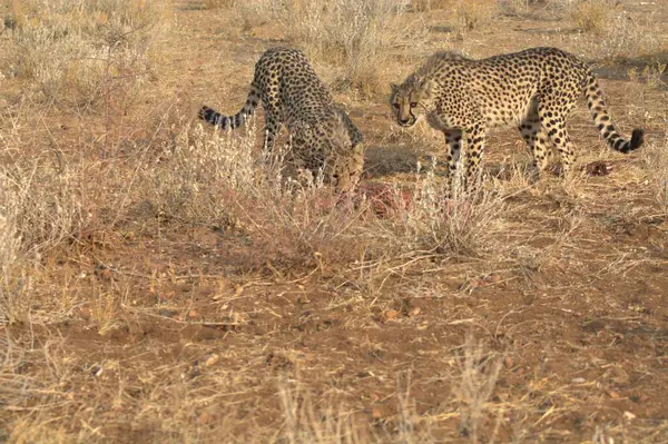 Vahşi leopar bozkırda