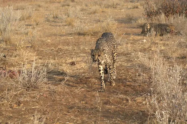 Vahşi doğada leopar, Afrika, vahşi yaşam