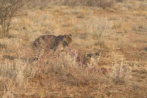 Çita ve av bozkırda.