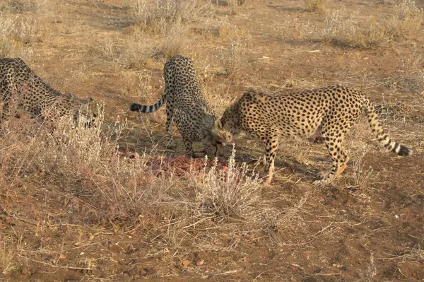 Kenya savanındaki leopar ve vahşi hayvanlar