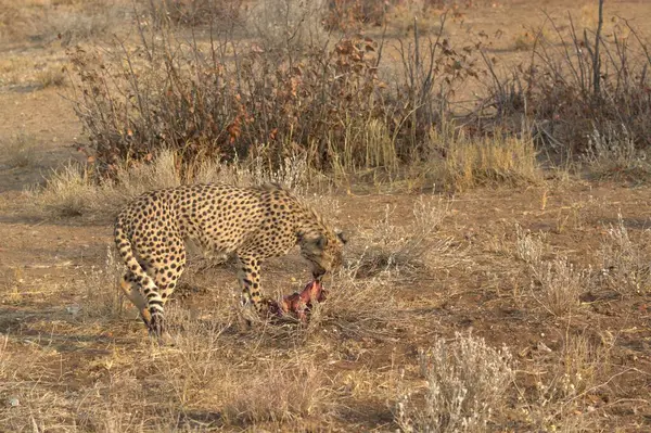 Cheetah etkin ulusal park, Namibya