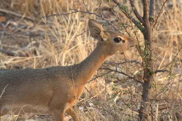 Parkta genç bir erkek geyik.
