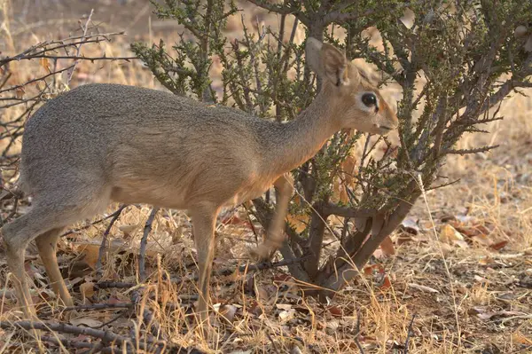 kırmızı - kuyruklu geyik (elelelus ruelus) otların üzerinde, namibya