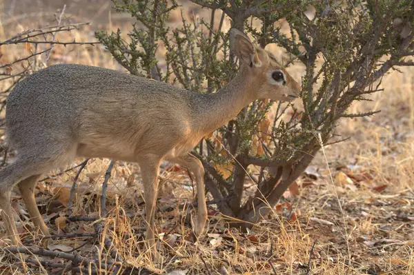 Namibya savanındaki Afrika çalısı.