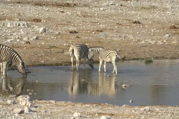 the zebras in the etosha national park, namibia.