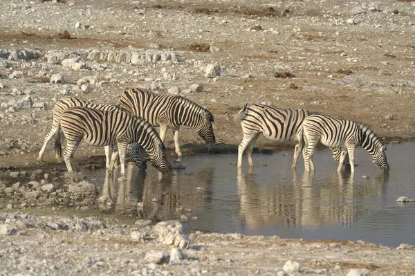 Bir grup zebra bozkırda