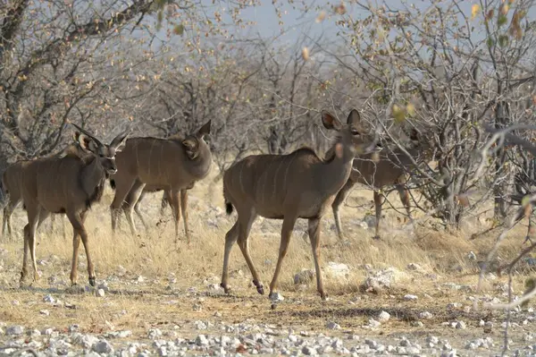 the wild deer in the african savannah
