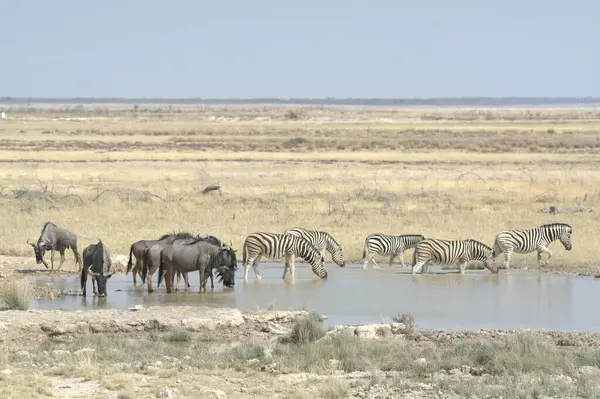 Zebra etkin Ulusal Parkı
