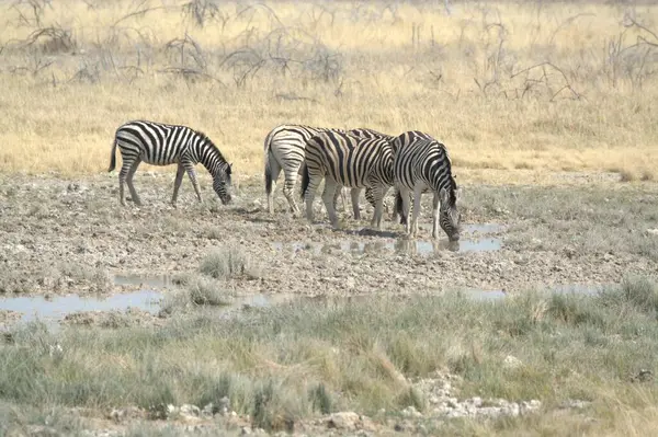 Etoşa Ulusal Parkı, Namibya 'da zebra