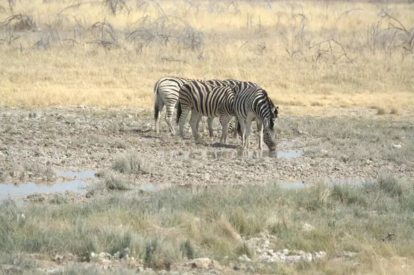 Zebralar etkin ulusal park, Namibya