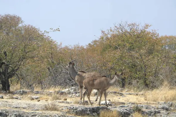 Afrika bozkırında vahşi bir kudu.