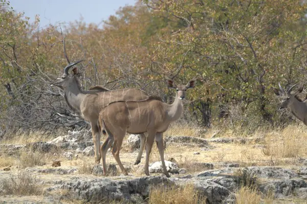 kukudu / kudu / aphaphaph/ kudu / du du du