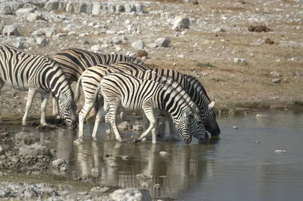 a closeup of a group of zebras in the water