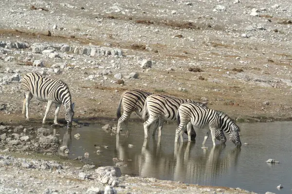 the zebra in the water