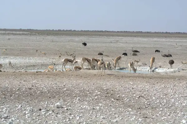 the african elephant or elephant or african - etosha national reserve