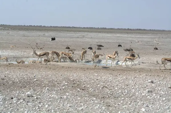 Çölde bir kuş sürüsü