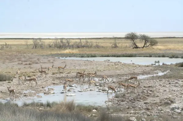 herd of giragos walking on dry grass in the etosha national park, namibia