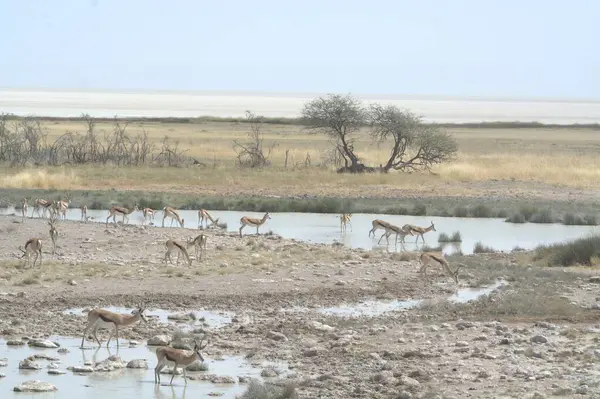 wild waterons of african antelope in the etosha national park in namibia
