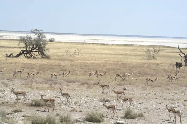 the white - etosha in namibia