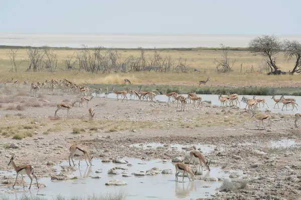 wild degos in the etosha national park in namibia