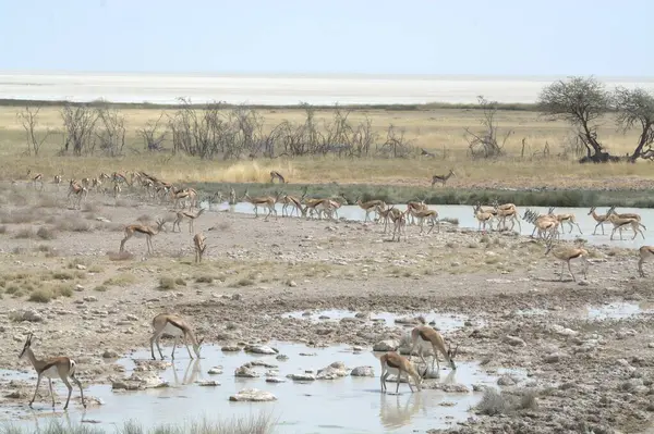 Suda bir zebra sürüsü