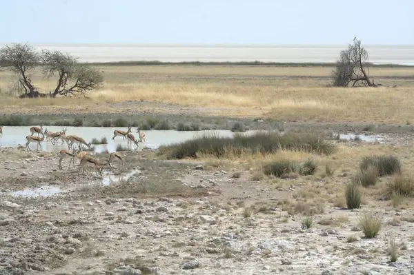 the herd of sheep in the etosha national park namibia