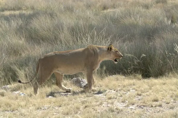 lioness walking on the dry ground in a dry grass in the savannah