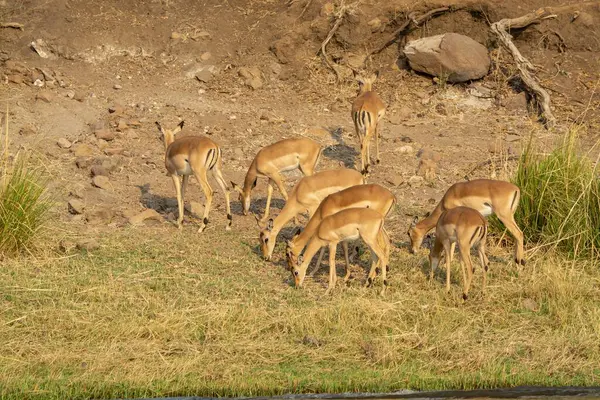 Ormanda boynuzları olan genç bir geyik