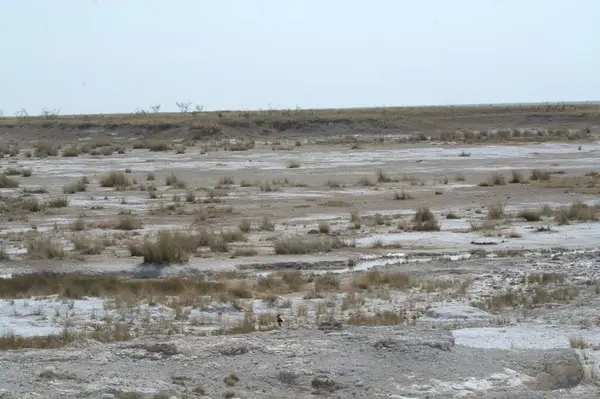 Çöldeki tuz tarlası.