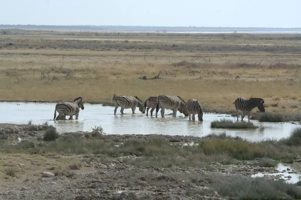 Savanadaki bir grup vahşi hayvan.