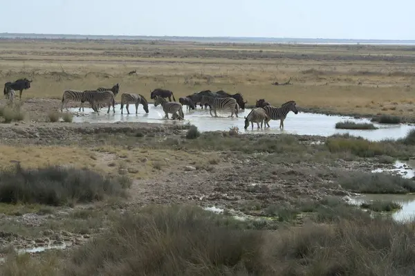 Kenya bozkırında zebra sürüsü