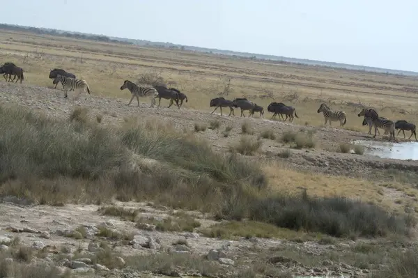 Doğadaki vahşi hayvanlar, bitkiler ve hayvanlar
