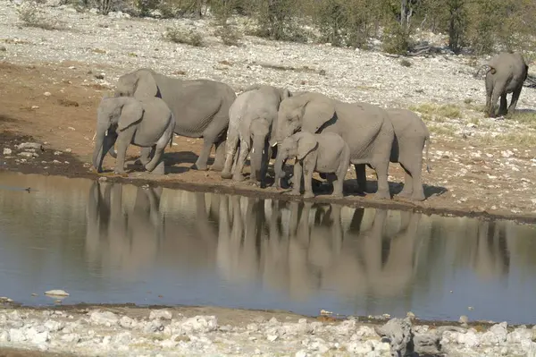 Savanadaki Afrikalı vahşi hayvanlar