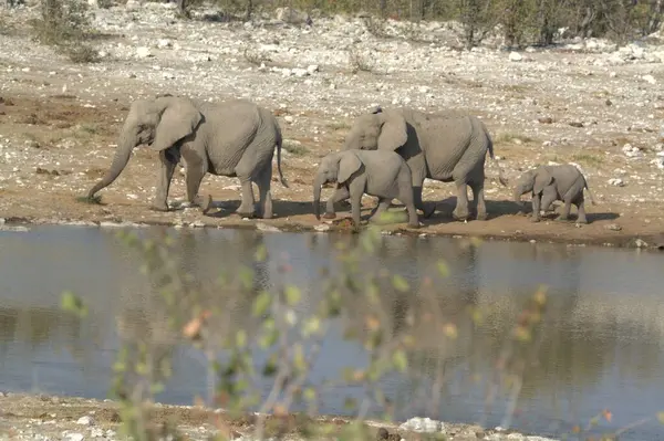 elephant at the water of the river