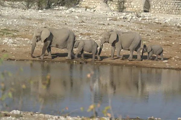 Afrika fili su birikintisinin içme