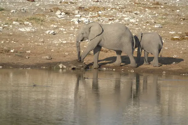 Afrika fili içme suyu