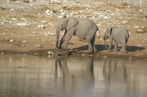 Afrika filleri su birikintisinde