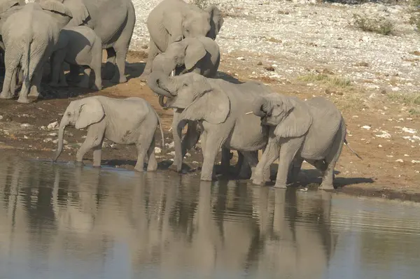elephant drinking water from the water hole