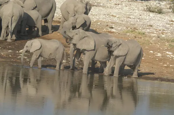 Afrika bozkırındaki filler