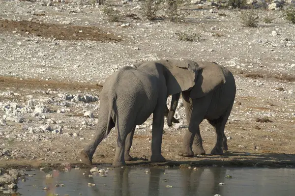 elephants in the water, national park of kenya