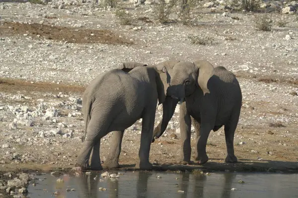 a group of elephants drinking